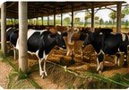 மாடுகள் பராமரிப்பு