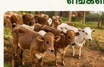 கன்றுக்குட்டிகள்